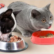 descuento adicional en toda la comida húmeda para tu perro o gato